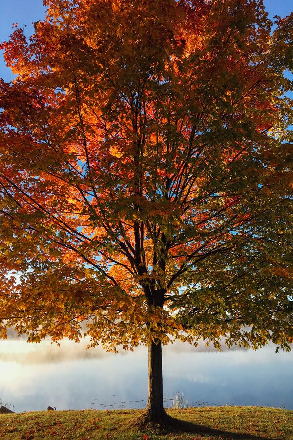 Día Mundial del Árbol