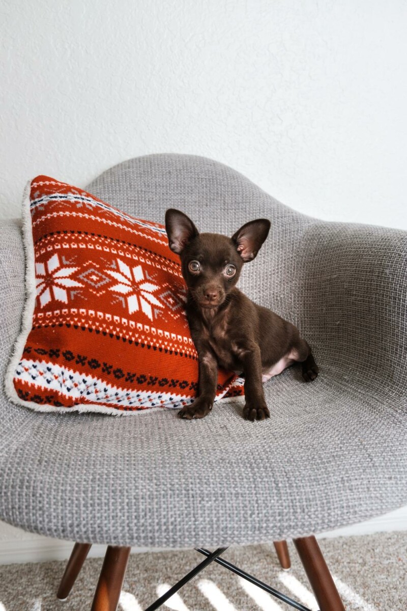 La mejor sesión de fotos para tu mascota