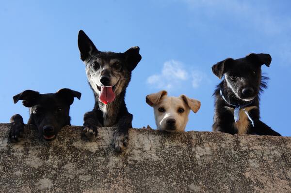 10 dicas para arrasar nas fotos de animais