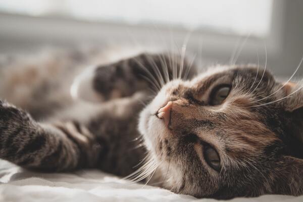 Dia Mundial dos Gatos: Como fazer fotos perfeitas deles