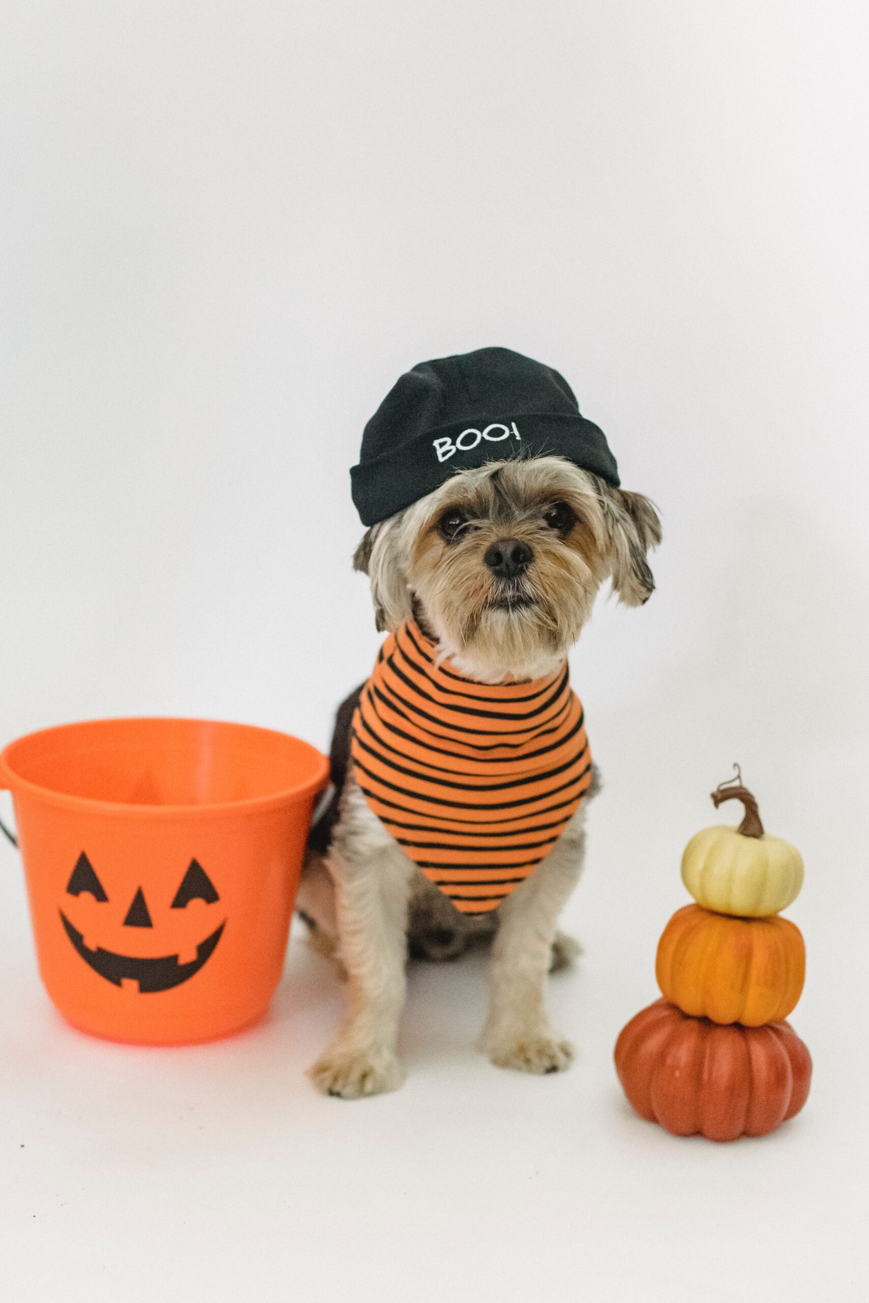 Crea la foto de Halloween perfecta para tu mascota