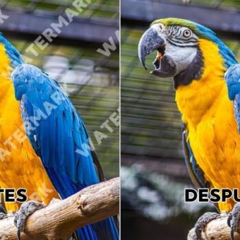 Cómo quitar la marca de agua de una imagen en un clic