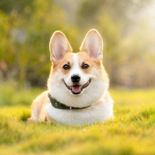 remove watermark - dog picture in the field without watermark