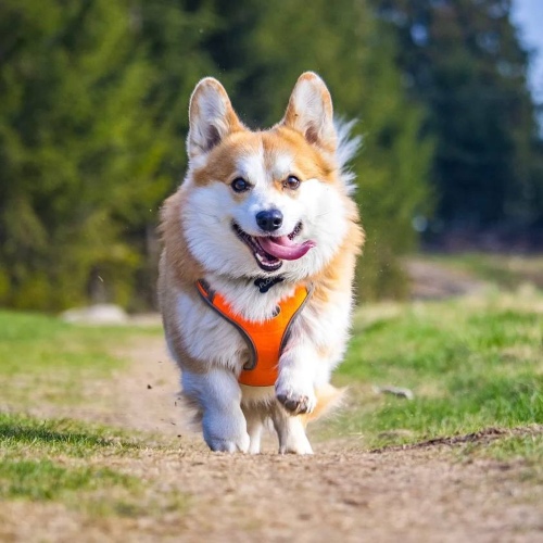 ghibli filter - happy dog running before