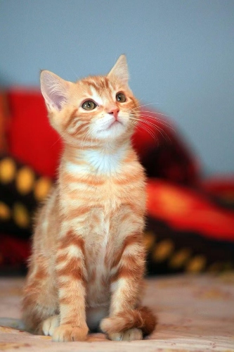 ghibli filter - kitty before