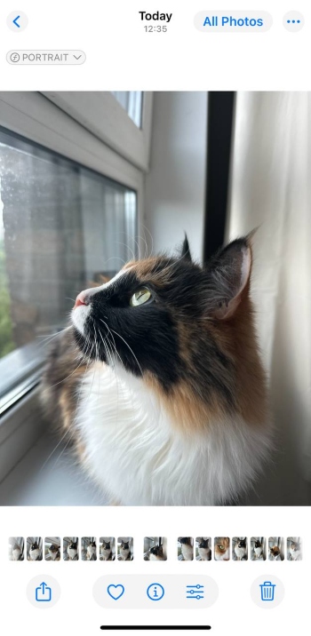 iPhone Portrait Screenshot EN - blur background choose photo