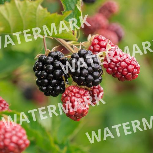 remove watermark - berries before